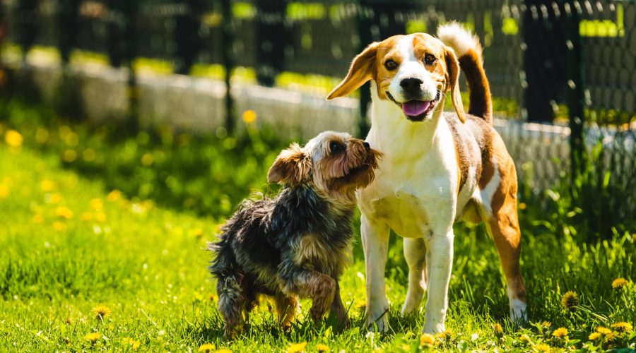 Cute Yorkshire Terrier dog running with beagle dog on gras on sunny day. pets